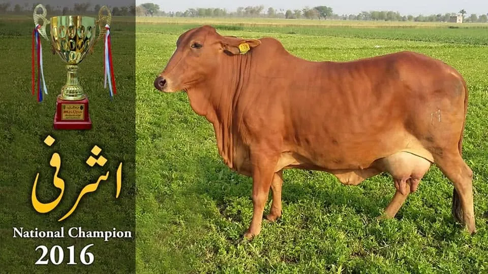 Ubaid chaudhary dairy farm cover