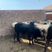 Gallery photo of ARM Cattle Farm