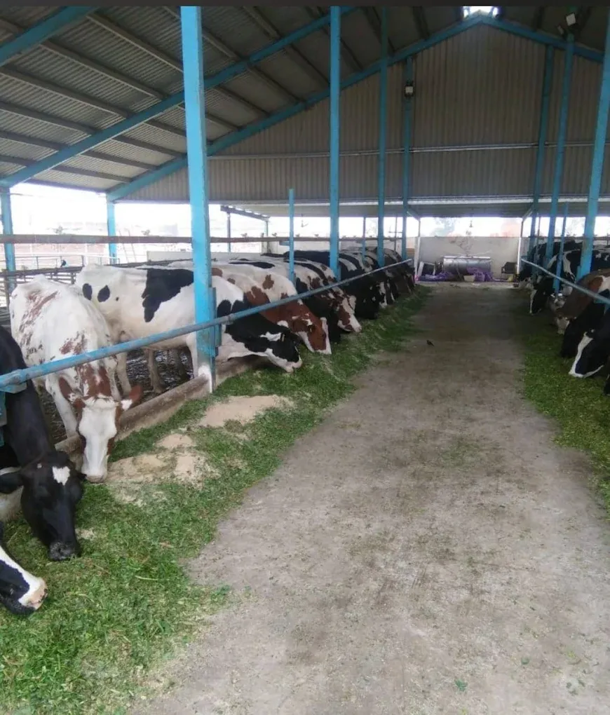 Gallery photo of SAHIWAL DUTCH DAIRY FARM (SDDF)