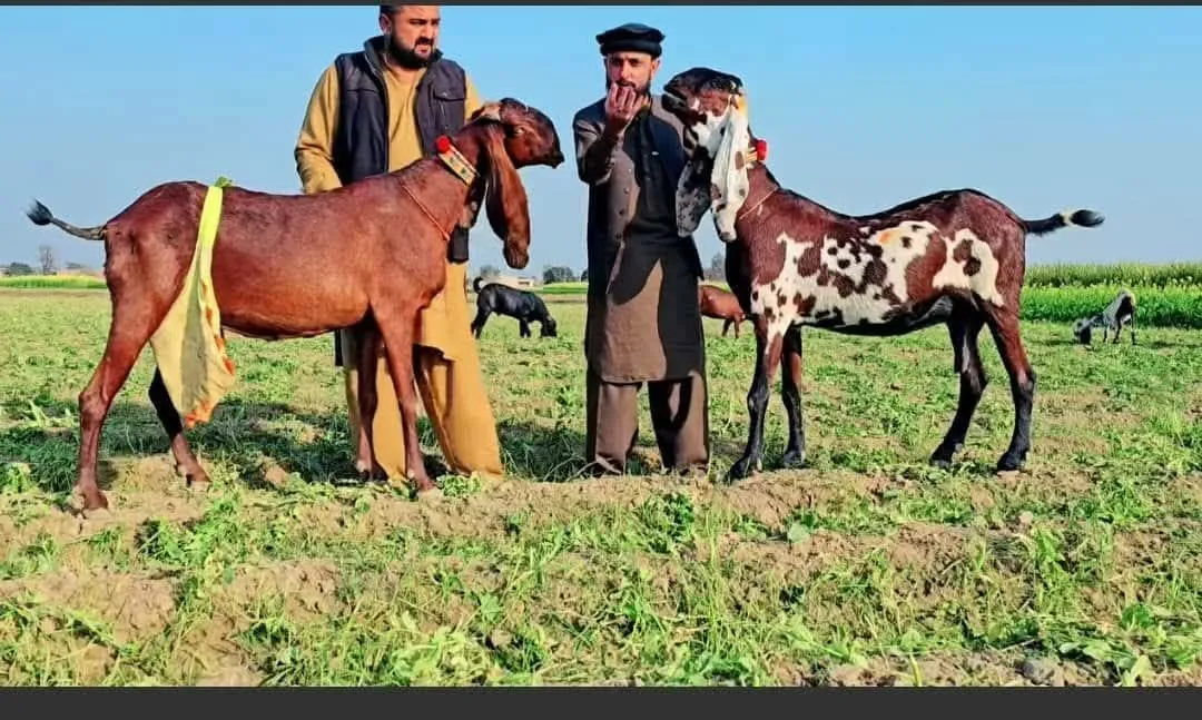 Gallery photo of Khan goats Sahiwal