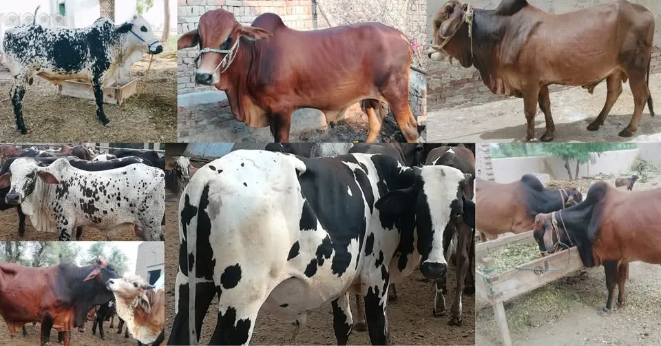 Gallery photo of ARM Cattle Farm