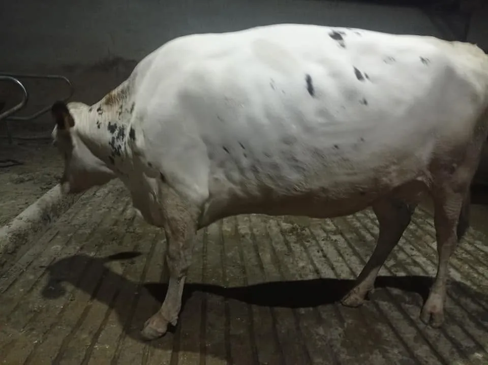 Gallery photo of N.K Dairies