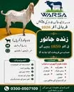 Gallery photo of SAHIWAL BAKRA Mandi
