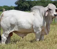 Gallery photo of Royal Montgomery Farms