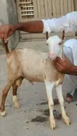 Gallery photo of SAHIWAL BAKRA Mandi