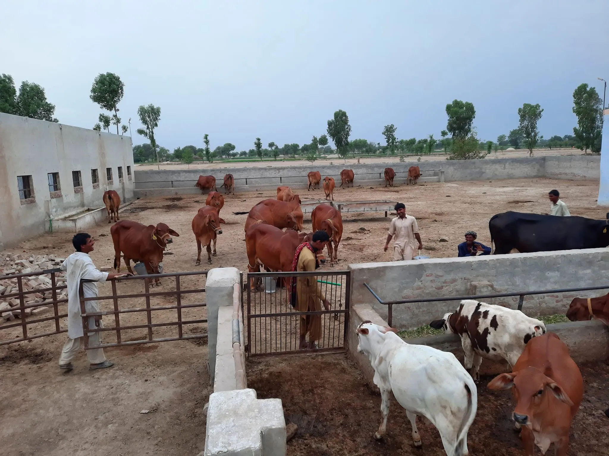 Gallery photo of Ubaid chaudhary dairy farm
