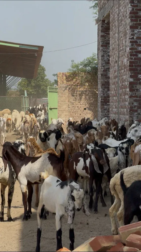 Gallery photo of Gulf livestock Farms