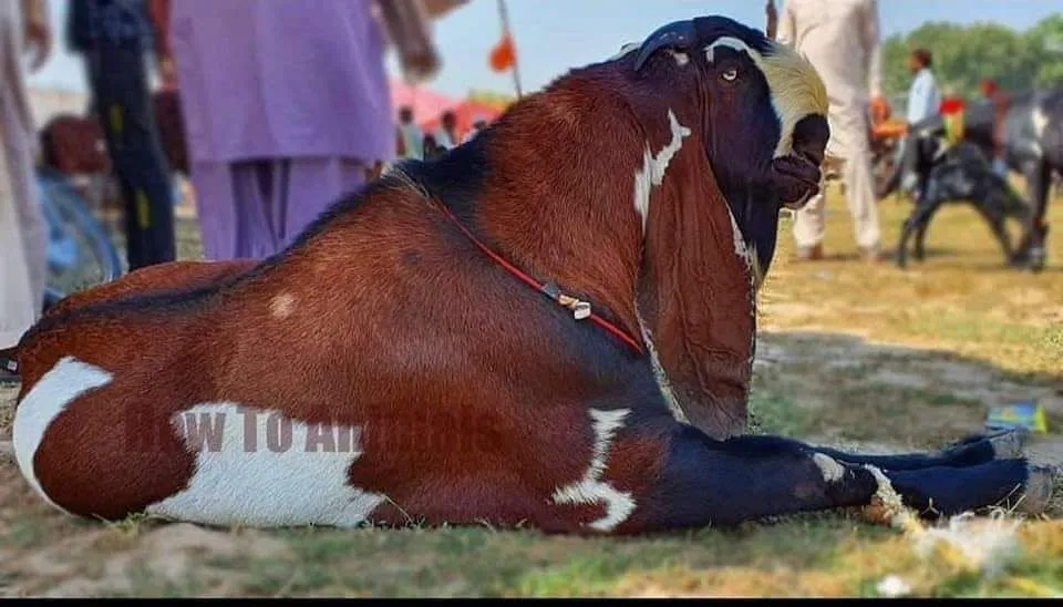Gallery photo of Khan goats Sahiwal