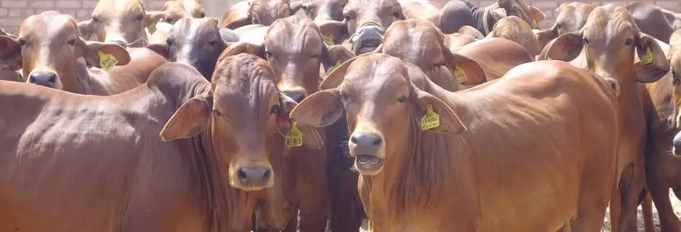Gallery photo of Etimad Livestock and Dairy Farm