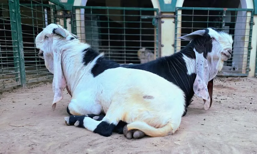 Gallery photo of The Sarwar Goat Farm