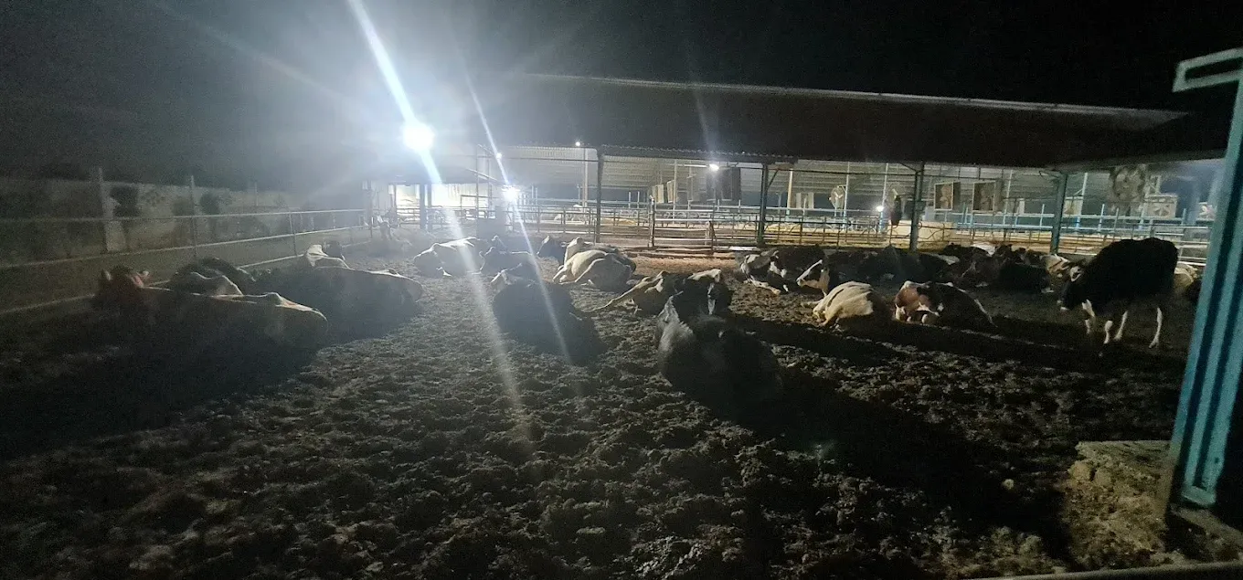 Gallery photo of SAHIWAL DUTCH DAIRY FARM (SDDF)