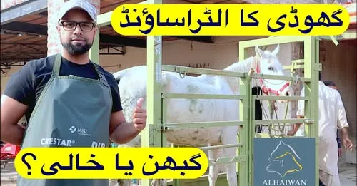 Gallery photo of Alhaiwan