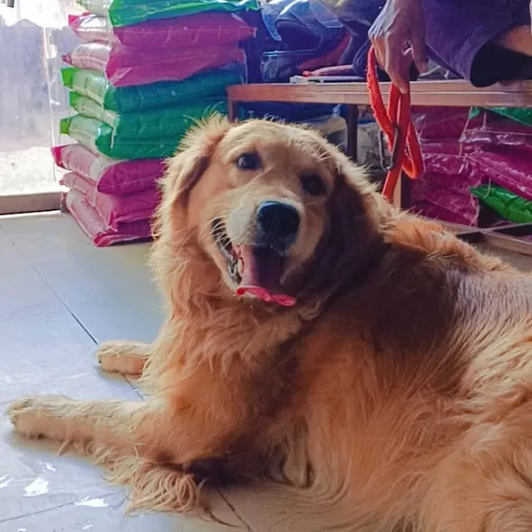 Gallery photo of Junaid Pets Clinic Sahiwal