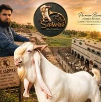 Gallery photo of The Sarwar Goat Farm