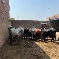 Gallery photo of MB dairy & cattle farm