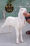 Gallery photo of The Sarwar Goat Farm