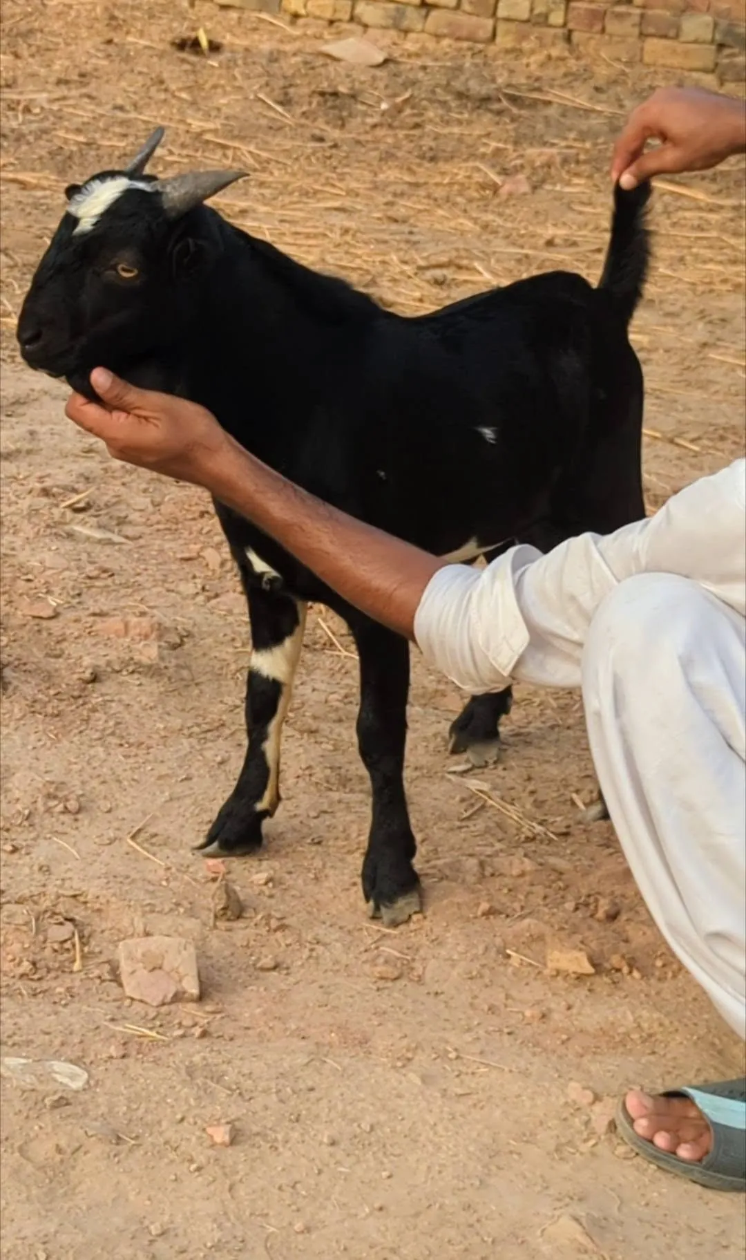 Gallery photo of SAHIWAL BAKRA Mandi
