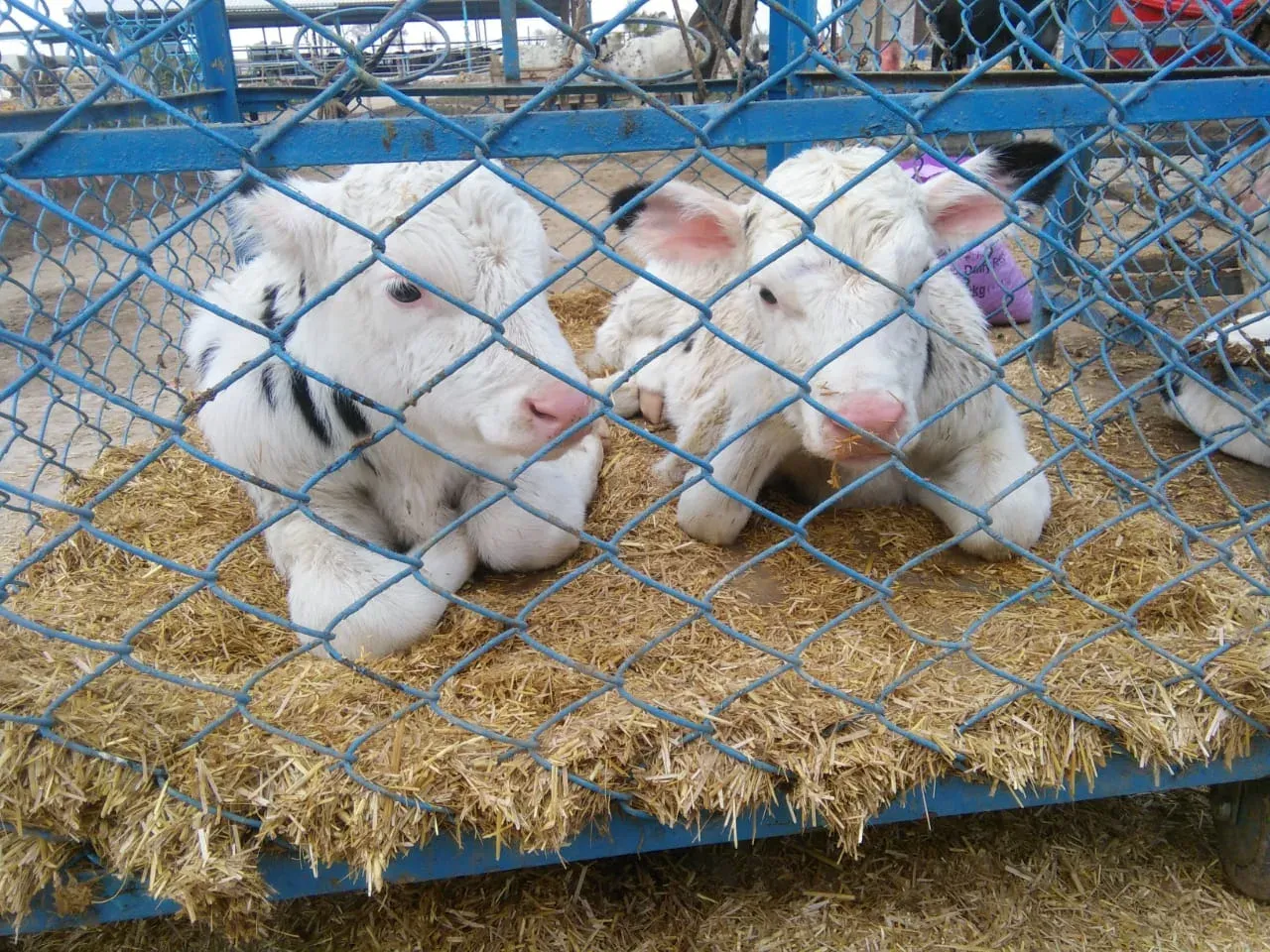 Gallery photo of SAHIWAL DUTCH DAIRY FARM (SDDF)