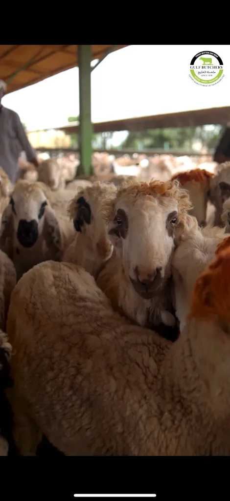 Gallery photo of Gulf livestock Farms