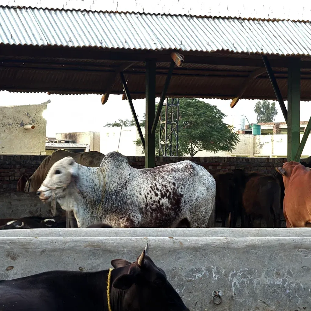 Gallery photo of Gulf livestock Farms