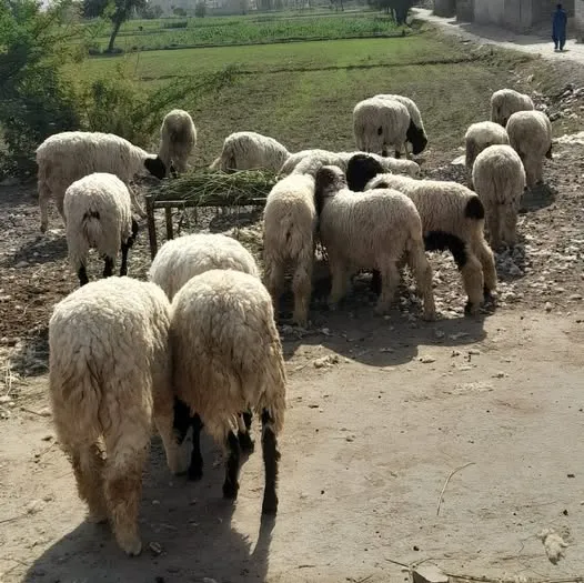 Gallery photo of DUA GOATS SAHIWAL