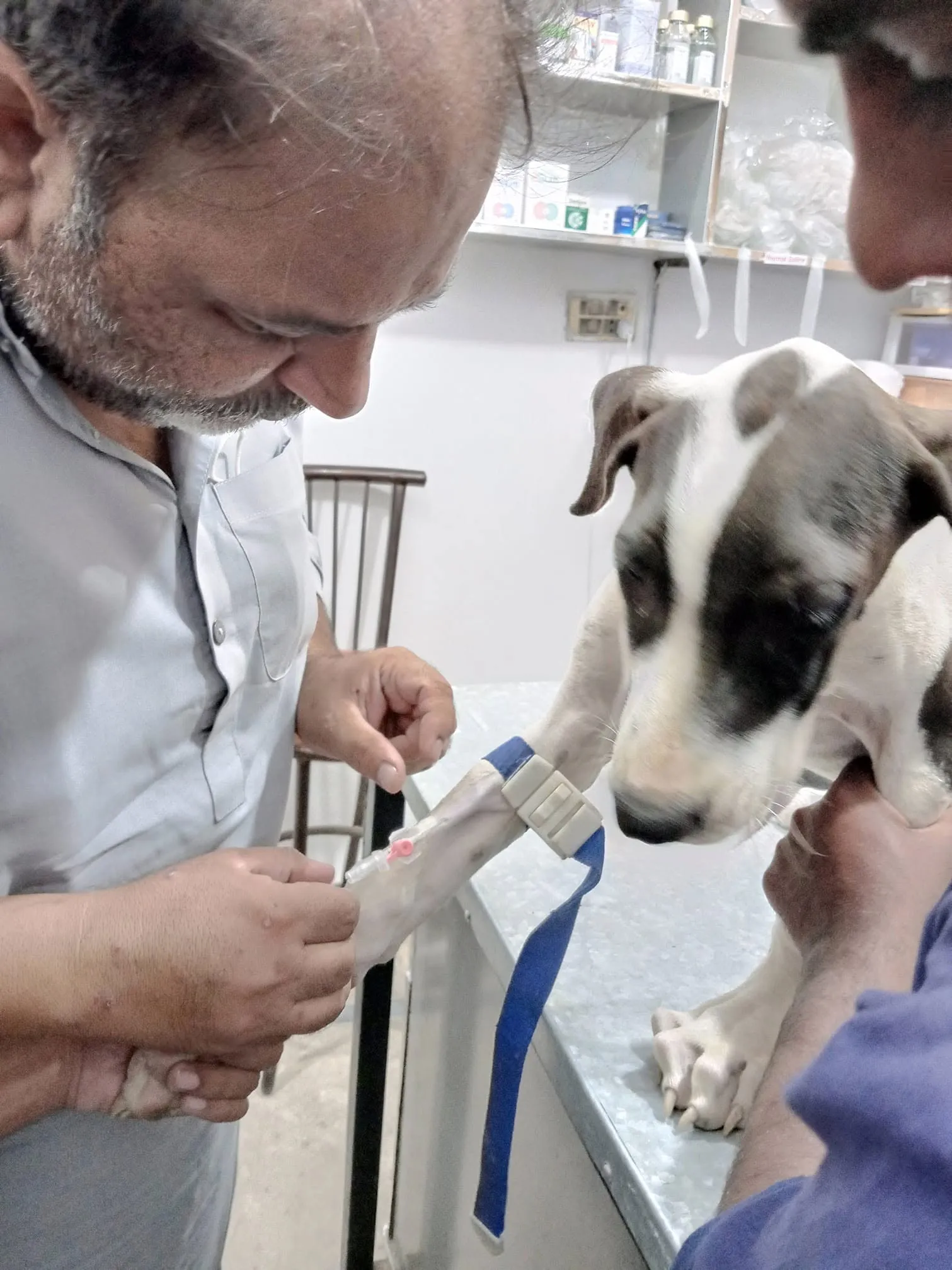 Gallery photo of City Pet Clinic