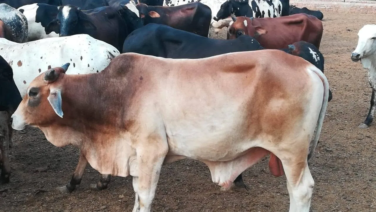 Gallery photo of ARM Cattle Farm