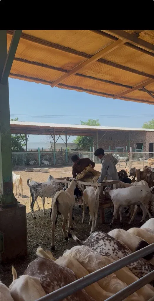 Gallery photo of Gulf livestock Farms