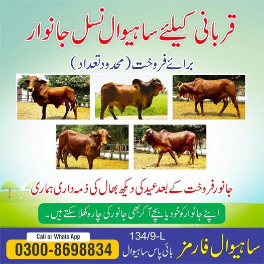 Gallery photo of Sahiwal Farms Ltd