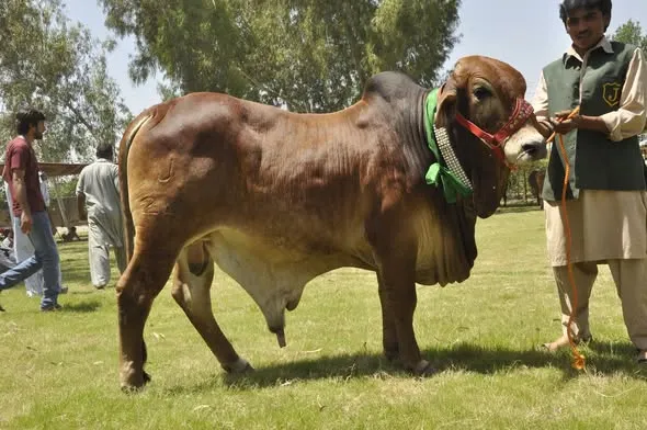 Gallery photo of Livestock Production Research Institute