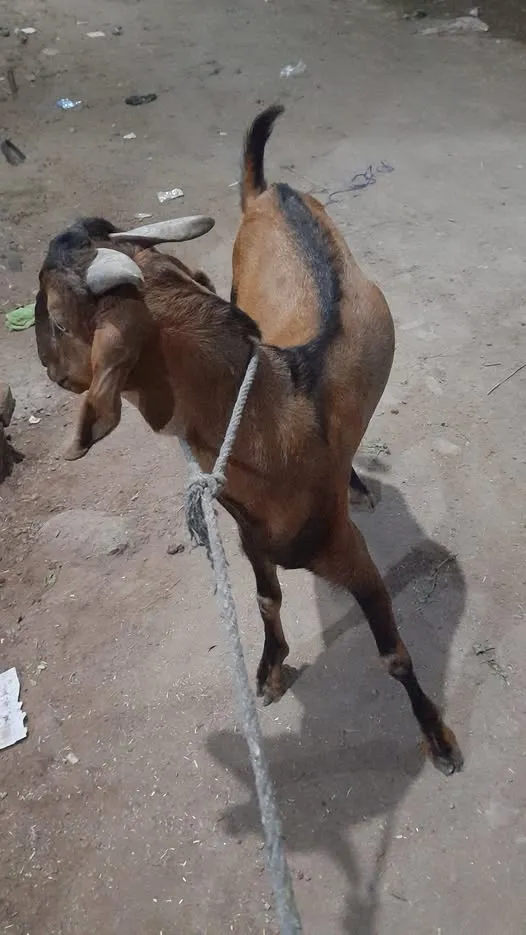 Gallery photo of Pakistan Livestock Services