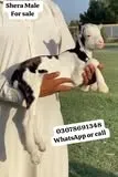 Gallery photo of SAHIWAL BAKRA Mandi