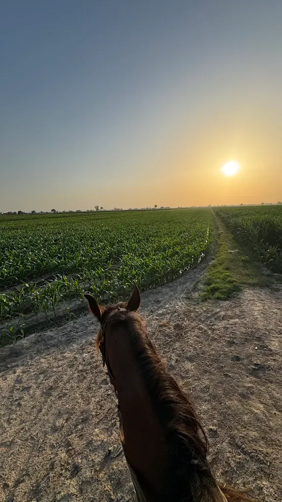 Gallery photo of Gulf livestock Farms
