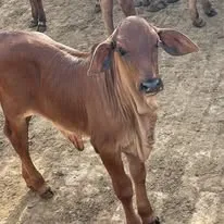 Gallery photo of N.K Dairies