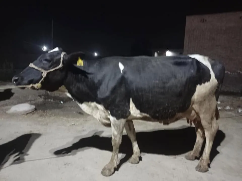 Gallery photo of N.K Dairies