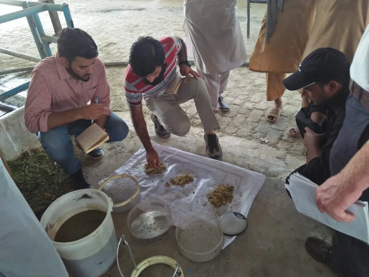 Gallery photo of SAHIWAL DUTCH DAIRY FARM (SDDF)