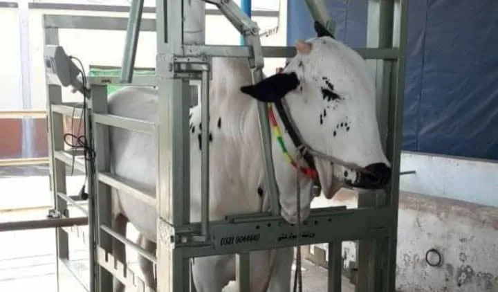 Gallery photo of Pakistan Livestock Services
