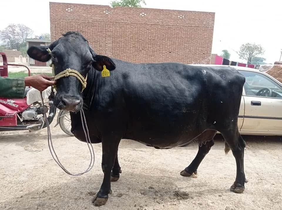 Gallery photo of N.K Dairies