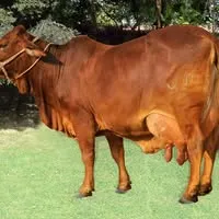 Gallery photo of Livestock Production Research Institute