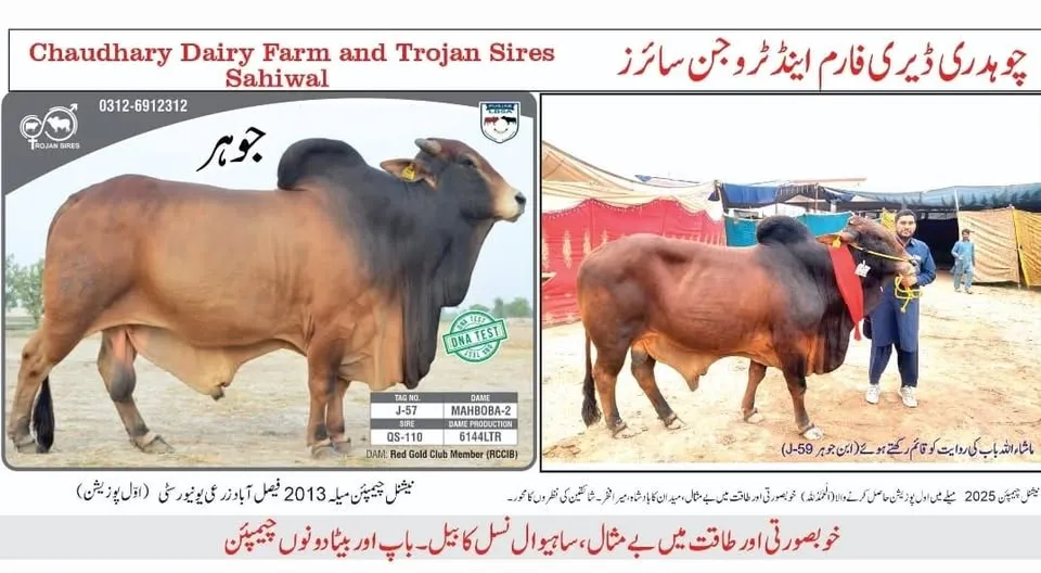 Gallery photo of Ubaid chaudhary dairy farm