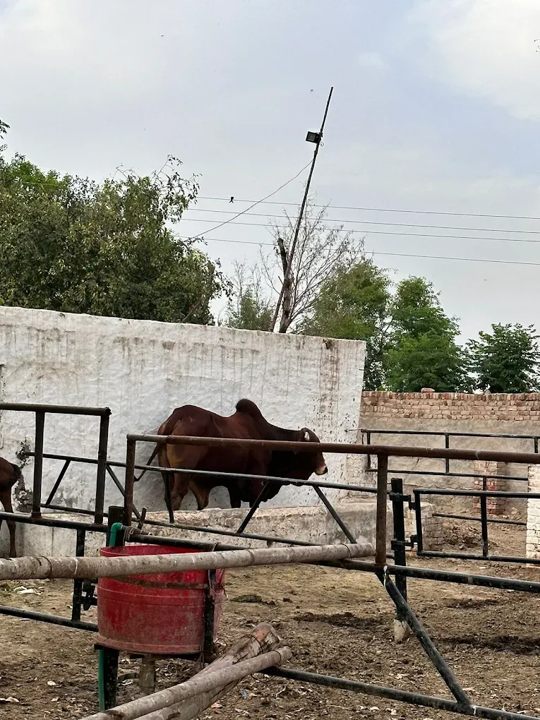 Gallery photo of Sahiwal Farms Ltd