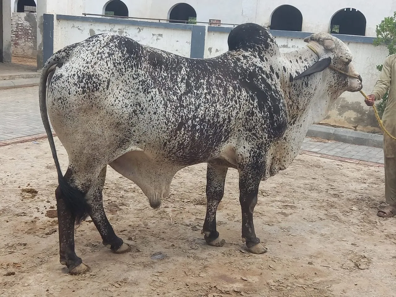 Gallery photo of N.K Dairies