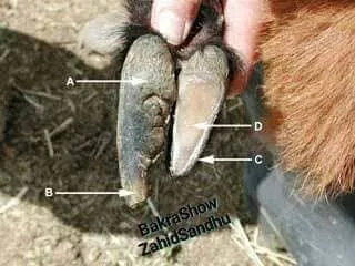 Gallery photo of Pakistan Livestock Services