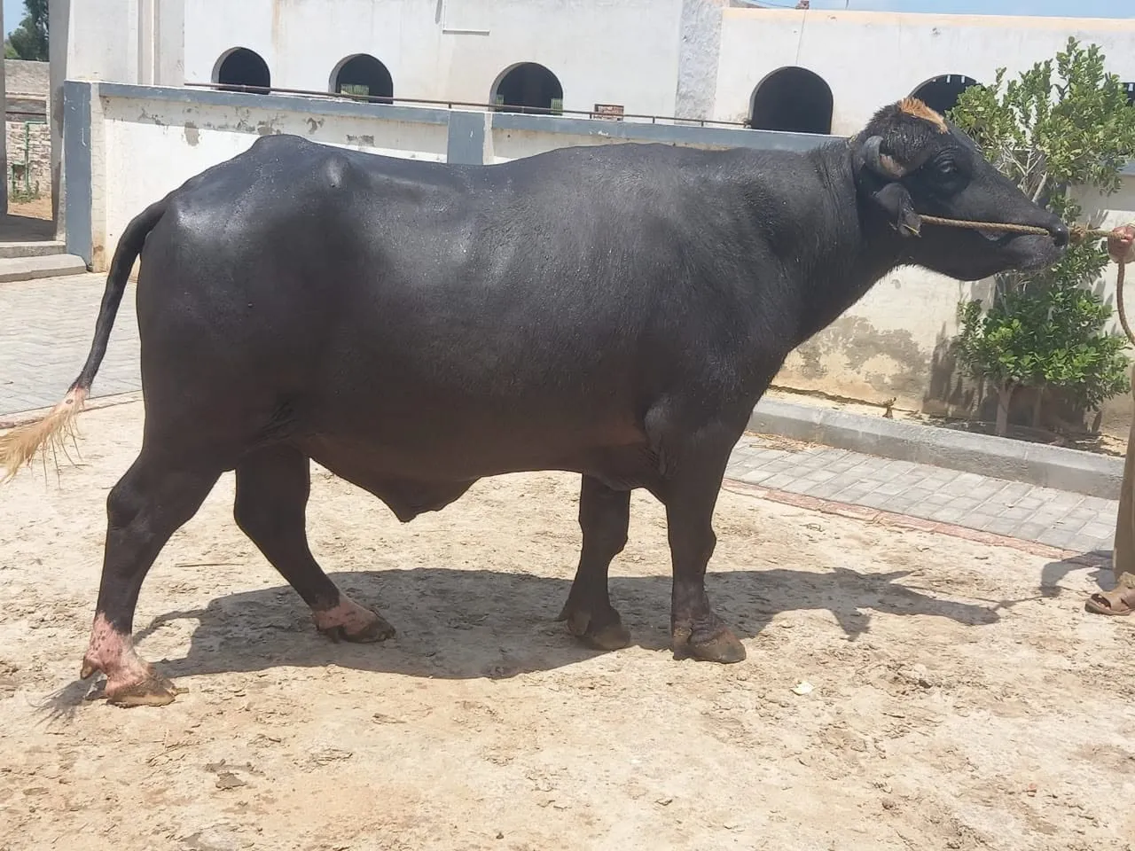 Gallery photo of Ubaid chaudhary dairy farm