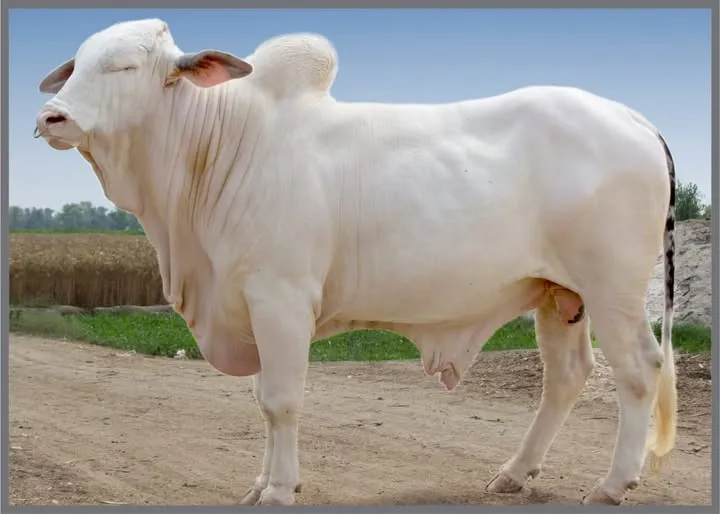 Gallery photo of Ubaid chaudhary dairy farm