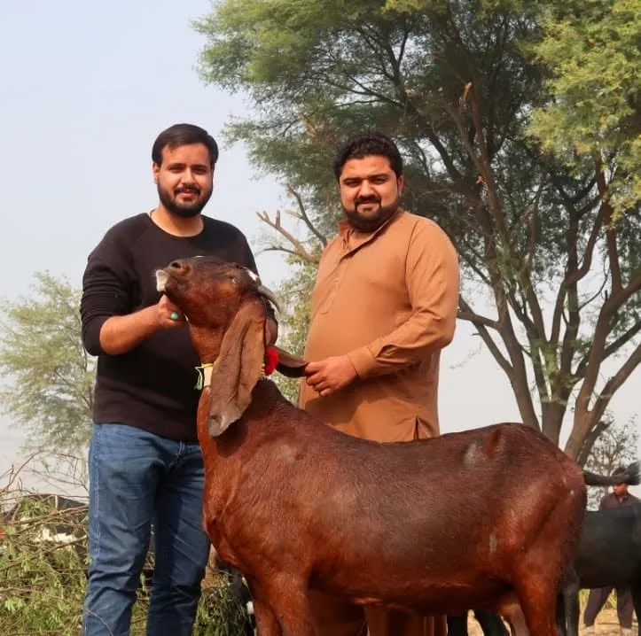 Gallery photo of Khan goats Sahiwal