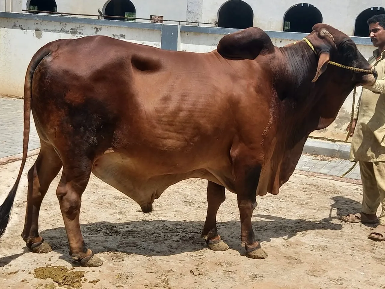 Gallery photo of N.K Dairies