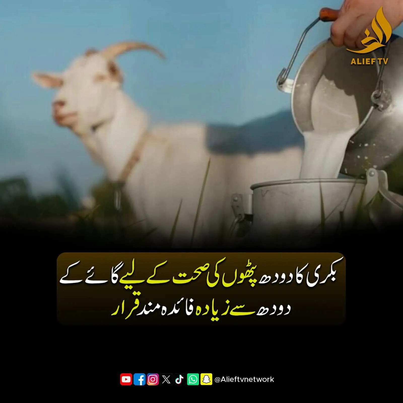 Gallery photo of Khan goats Sahiwal