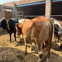 Gallery photo of MB dairy & cattle farm