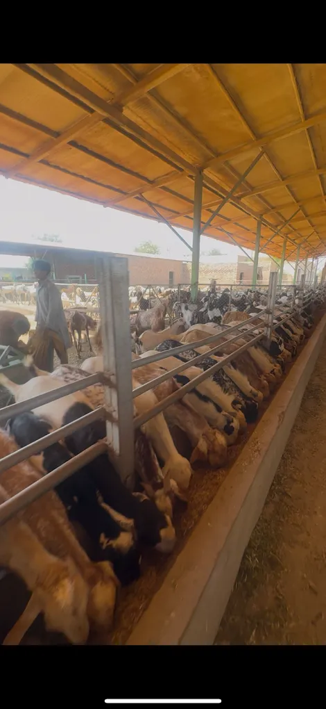 Gallery photo of Gulf livestock Farms